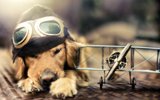 Dog helmet goggles toyairplane metalcart - a helmet and goggles free wallpaper