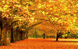 Park trees leaves bench nature - a park free wallpaper