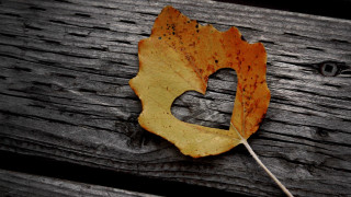 Leaf wooden surface hole center - a wooden surface free wallpaper