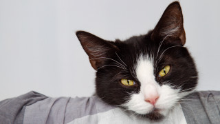 Black cat yellow eyes white 3 - cat free wallpaper