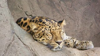 Leopard resting rock zoo naturalism - the rock free wallpaper