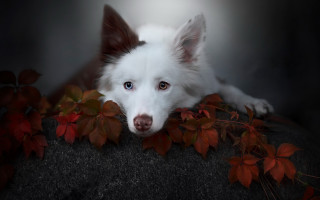 White dog rock plant autumn - top of a rock next free wallpaper
