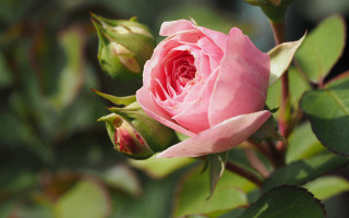 Pink rose garden bokeh macro - a single flower free wallpaper