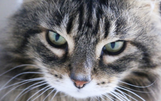 Cat closeup green eyes macro - a close up of a cat free wallpaper