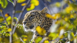 Leopard tree yellowflowers blueSky naturebokeh - a leopard free wallpaper