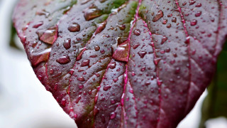 Leaf water droplets macro photography - a close up of a leaf free wallpaper