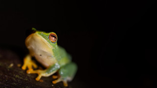 Green frog yellow belly branch - tongue free wallpaper