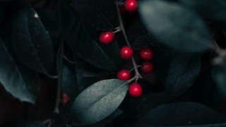 Branch berries leaves macro photograph - dennis ashbaugh free wallpaper for desktop