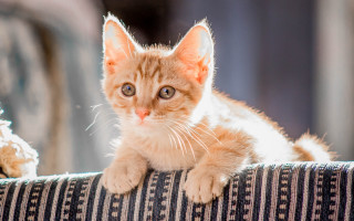Small kitten couch sad renaissance - a small kitten free wallpaper