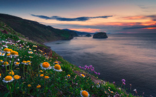 Sunset ocean wildflowers cliffs pink - a beautiful sunset over the ocean free wallpaper
