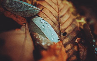 Leaf water droplets autumn nature - a leaf free wallpaper