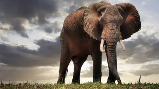Elephant field cloudy sky grass - an elephant free wallpaper