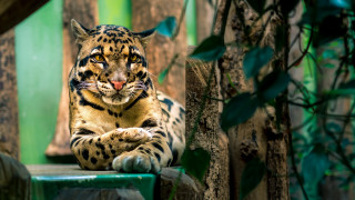 Large leopard green bench outdoors - a large leopard free wallpaper