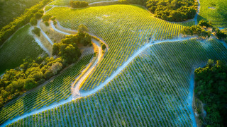 Winding road green field trees 3 - road free wallpaper