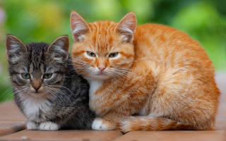 Two cats wooden floor green - green tree free wallpaper