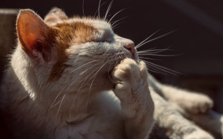 Cat laying up blurry depth - a stock photo free wallpaper