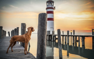 Dog lighthouse sunset water scenery - sunset free wallpaper