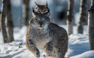 Lynx walking snowy forest wildlife - a picture free wallpaper for desktop