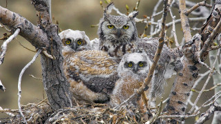Owls branch nest yellow eyes - edward otho cresap ord ii free wallpaper