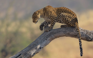 Leopard climbing tree branch wildlife - prey free wallpaper