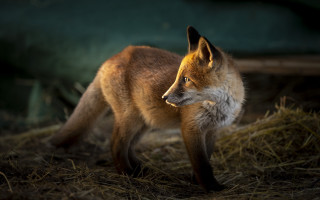 Fox haytop forest grass dirt - a fox free wallpaper
