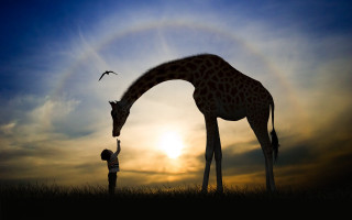 Giraffe child sunset rainbow magic - sense of awe free wallpaper