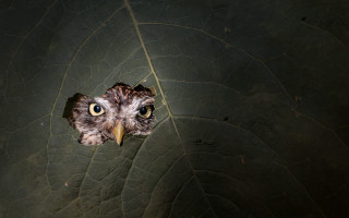 Bird yellow eyes leaf hole - center free wallpaper
