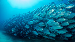 School fish coral diver blue - nearby free wallpaper