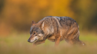 Wolf tallgrass fall blurrybackground sharpfocus - sharp focus free wallpaper