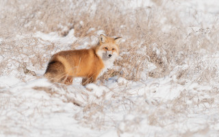 Fox snow bushes puzzle nature - a fox free wallpaper