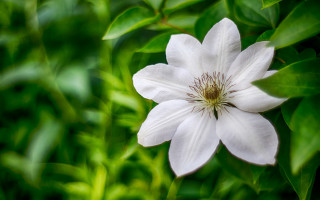 White flower green background closeup - this image free wallpaper