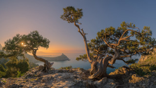Cliff tree ocean sunset autumn - exekia free wallpaper