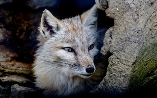 Fox peeking rock wall sad - a fox free wallpaper