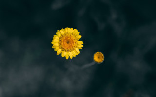 Yellow flower black background white 2 - the middle free wallpaper