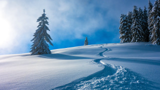 Snow hill trail tree blue - a trail free wallpaper