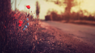 Flower field road sunset cloudy - a sky background free wallpaper for desktop