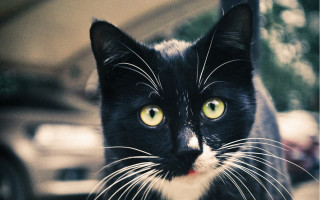 Black cat yellow eyes night 2 - symmetrical free wallpaper