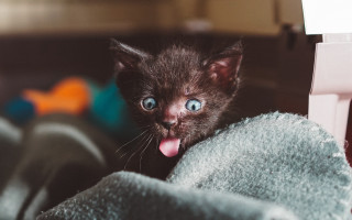 Kitten tongue out towel animal - aloysius okelly free wallpaper