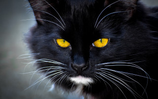 Black cat yellow eyes crescent 3 - symmetrical eye free wallpaper