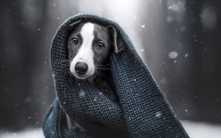 Dog blanket snow looking up - a dog free wallpaper for desktop