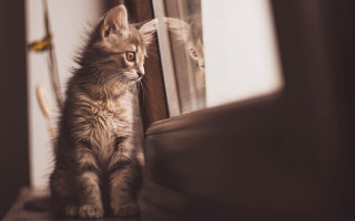 Kitten window sill mirror reflection - a kitten free wallpaper