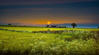 Sunset horizon landscape forest grass - cloud and grass free wallpaper