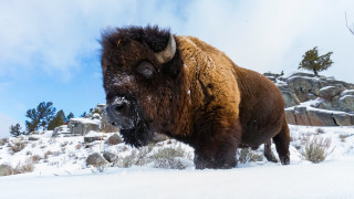 Bison snow rocky mountains clouds - rocky free wallpaper