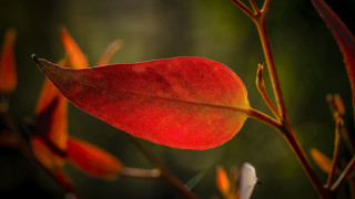 Red leaf on branch macro - the background and a blurry background behind free wallpaper