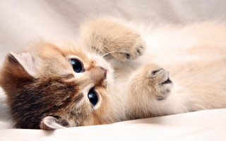 Kitten laying back white sheet - a white sheet free wallpaper