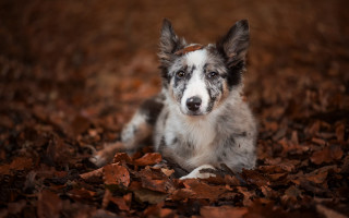 Dog leaves woods sad shiba - elke vogelsang free wallpaper
