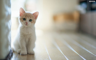 Small white kitten wooden floor 3 - tiny free wallpaper