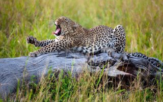 Leopard yawning on log grass - its mouth open free wallpaper