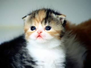 Kitten surprised kittens cute faces - a kitten free wallpaper