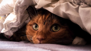 Cat hiding under blanket wide - eye free wallpaper